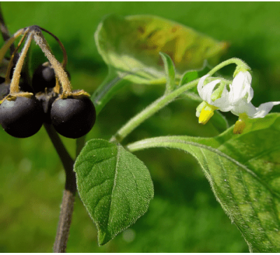 Паслен черный (5 шт.) Solanum nigrum